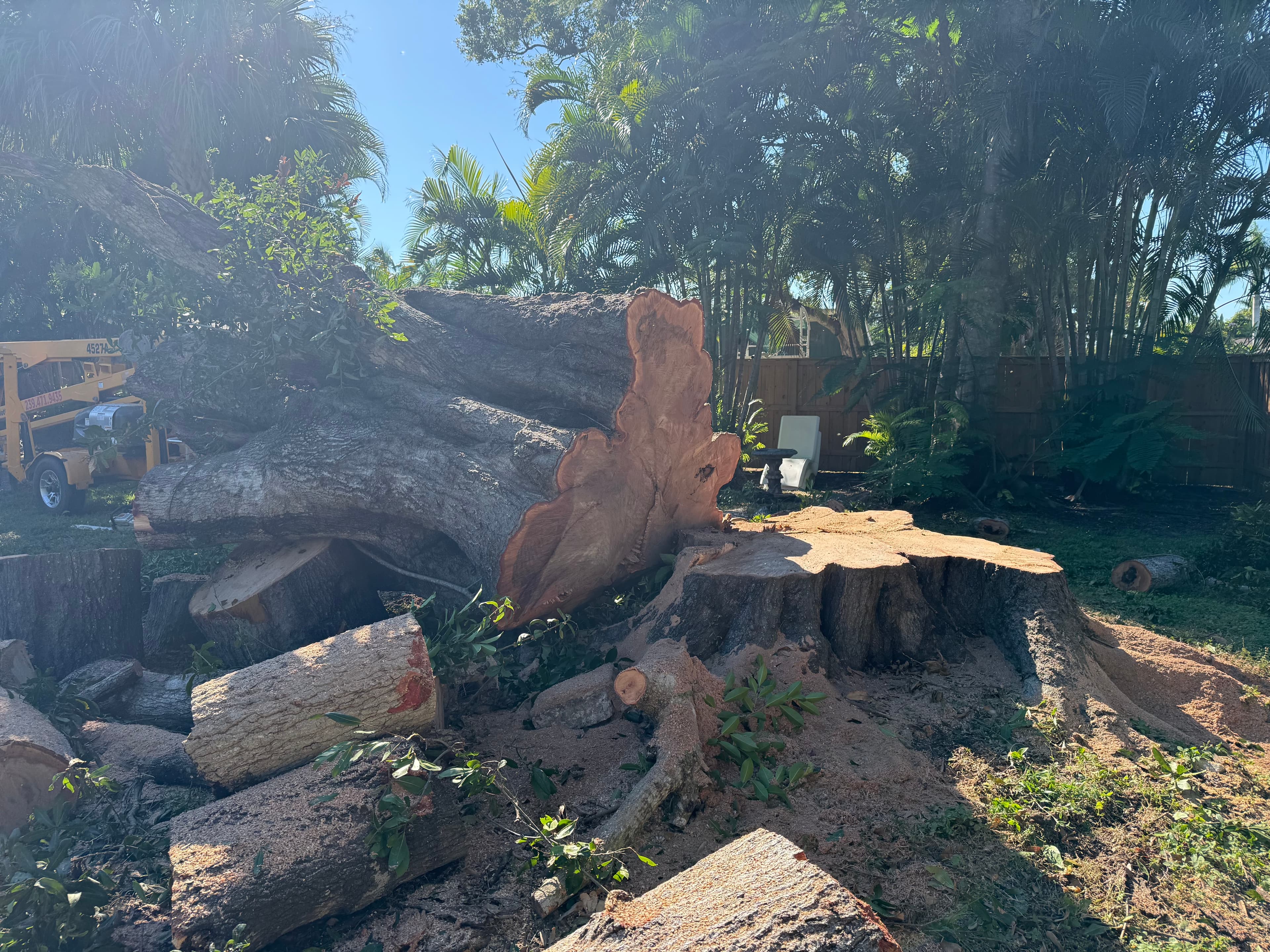 Large tree felling and removal operation