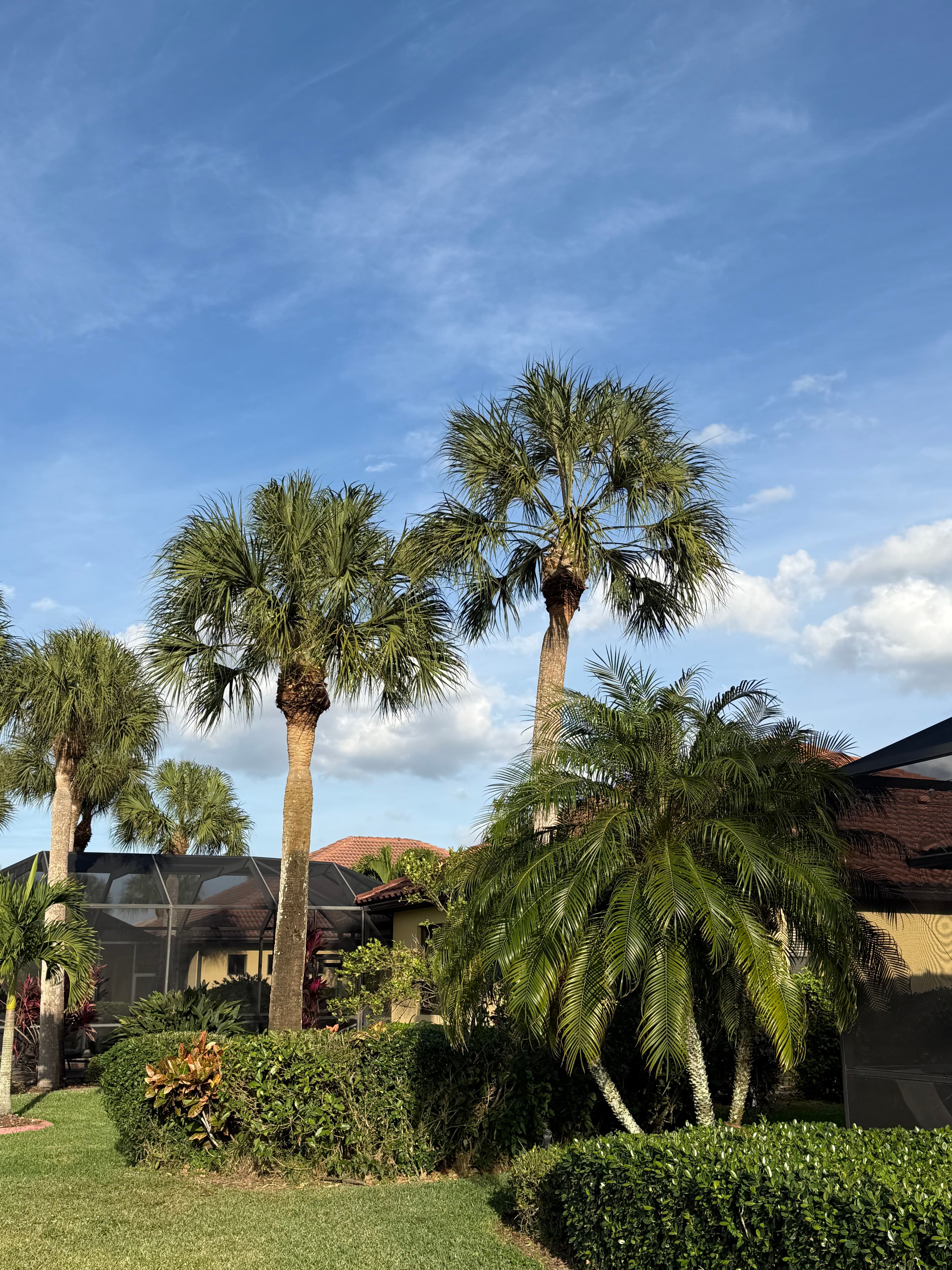 Hazardous tree removal near residential home