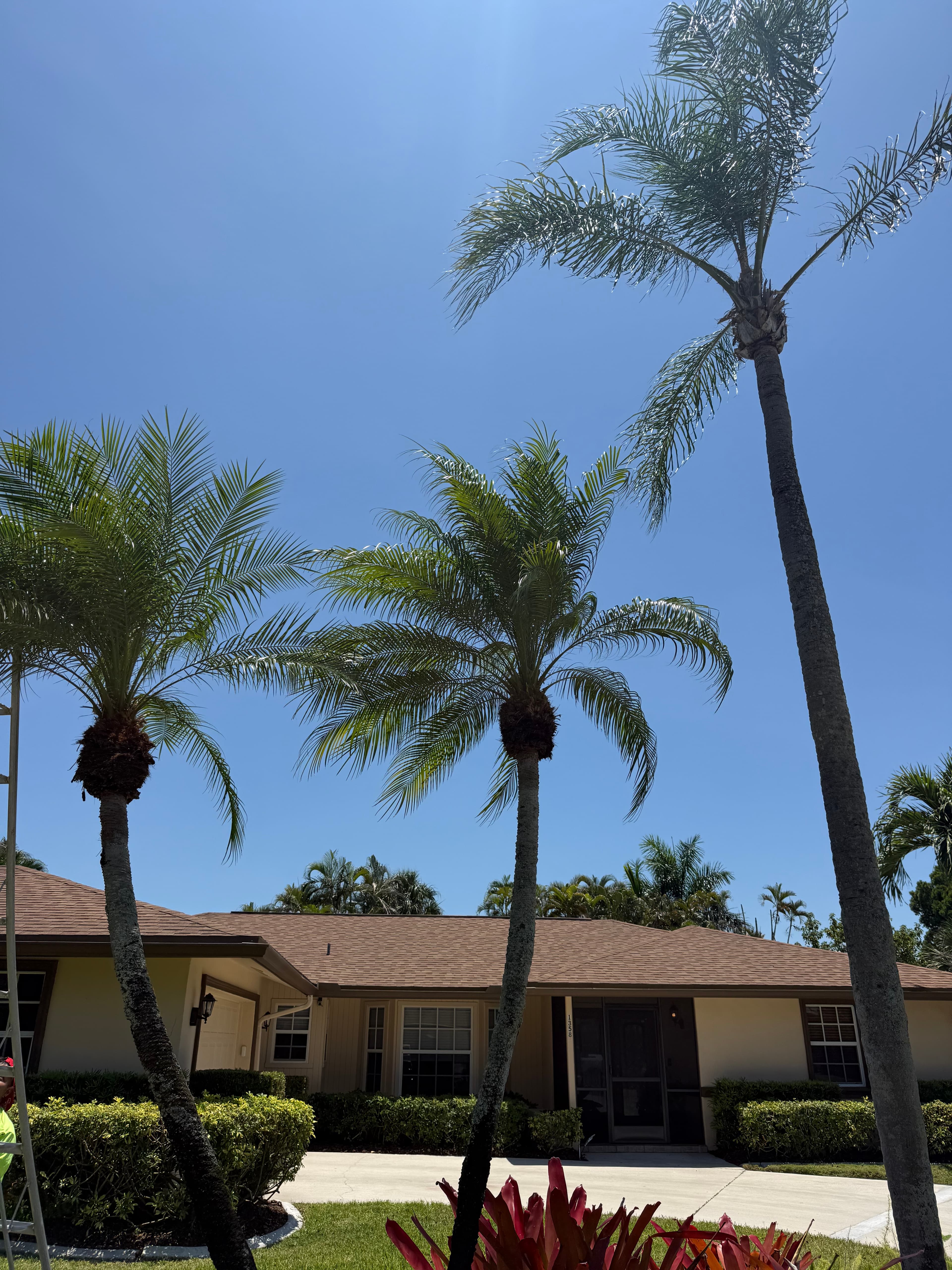 Emergency storm damage tree removal
